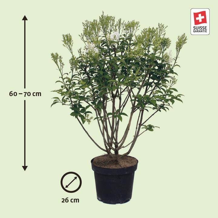 Immagine prodotto Zulauf Kanadischer Flieder / Syringa (PRE) 'Agnes Smith' (70 cm)