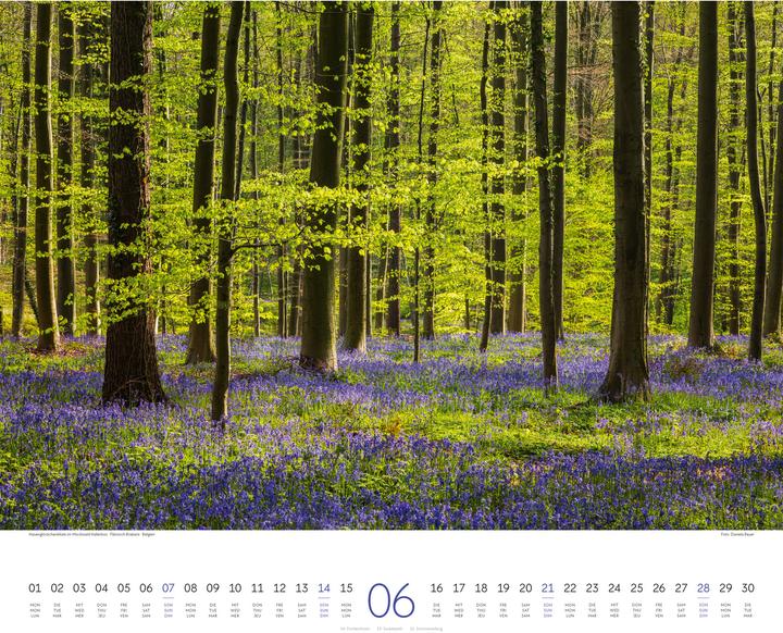 Actual product image Wald Kalender 2026 (54 x 48 cm, Hardcover, German, French, English)