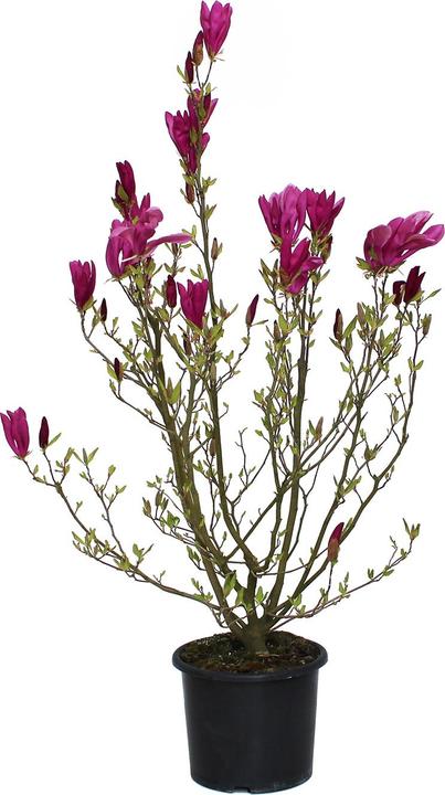 Actual product image Zulauf Purpur-Magnolie / Magnolia 'Susan' (125 cm)