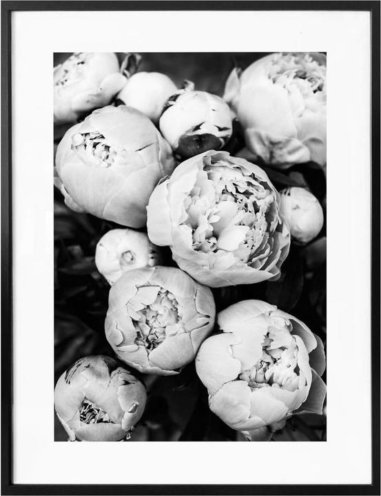 Produktbild Trenddeko Pfingstrosen (24 x 30 cm)