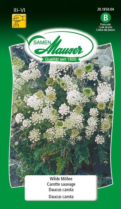 Actual product image Samen Mauser Wild Carrot (Vegetable seeds)