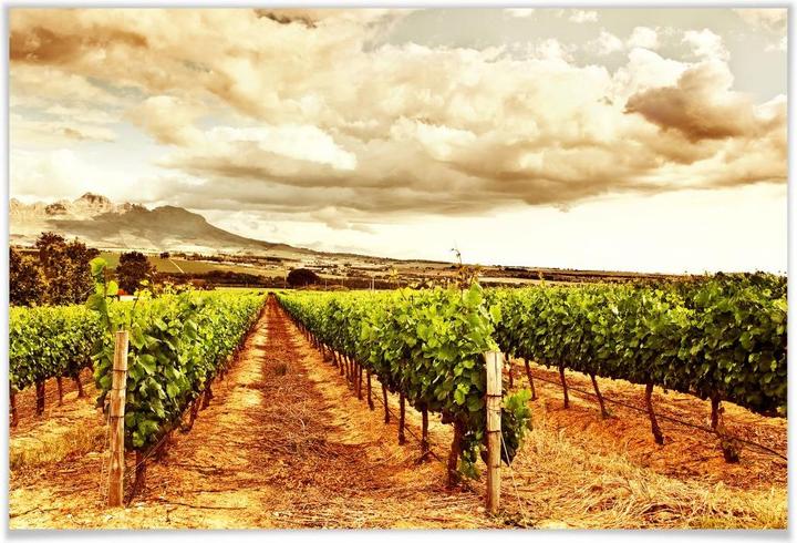 Image du produit Trenddeko Vignes dans les montagnes (45 x 30 cm)