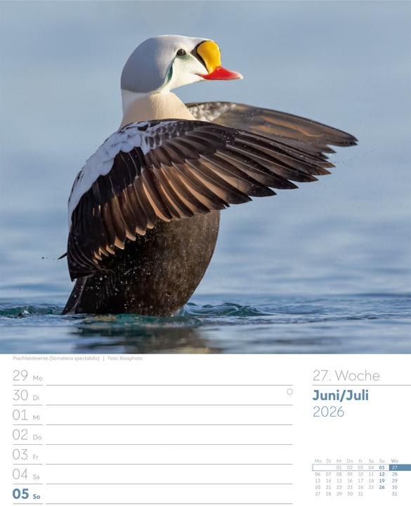 Actual product image Vögel - Tier-Wochenplaner 2026 (25 x 33 cm, German)