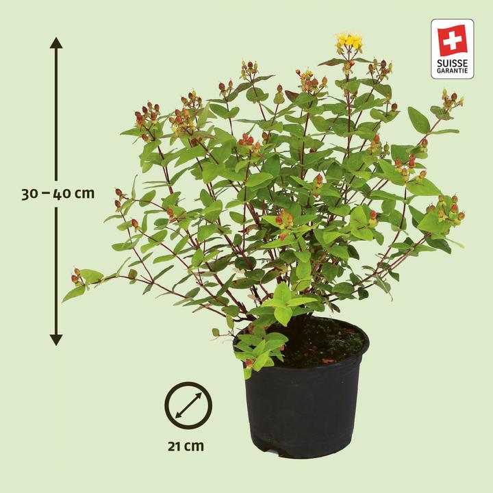 Produktbild Zulauf Johanniskraut / Hypericum x inodo. 'Excellent Flair' (30 cm)