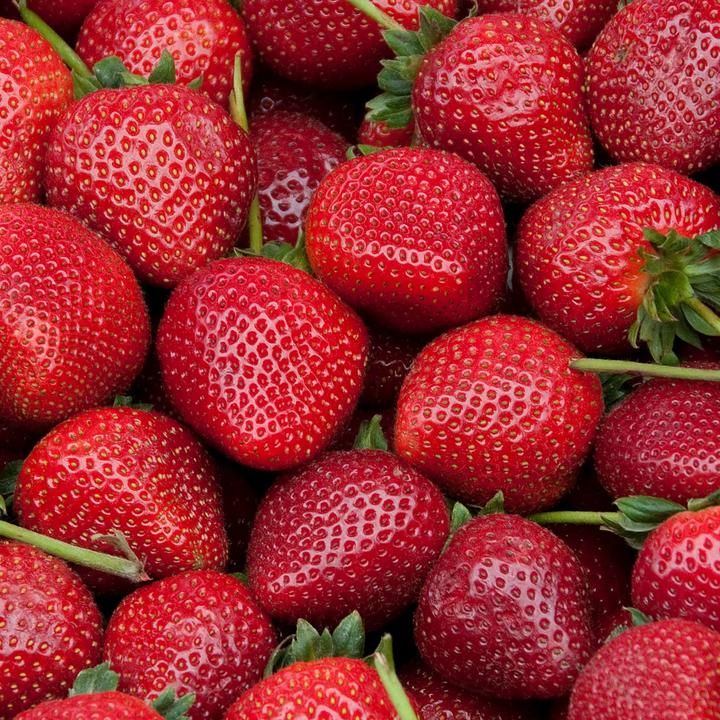 Actual product image Plant in a Box Fragaria Elsanta - (10 cm)