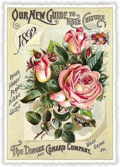 Produktbild Edition Tausendschön Postkarte / Nostalgische Rosen / blanko