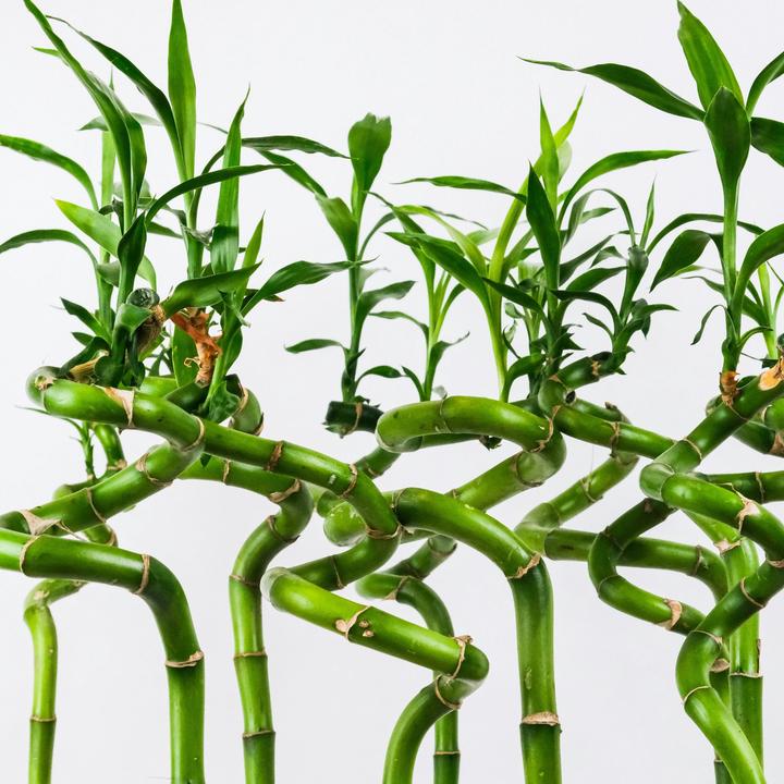Produktbild Plant in a Box Dracaena sanderiana - 12er Set Glücksbambus (40 cm)