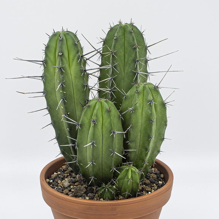 Actual product image Kakteen Gautschi Polaskia chula Group (35 cm)