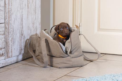 Actual product image Designed by Lotte Carrier bag (Dog, Can be opened completely)