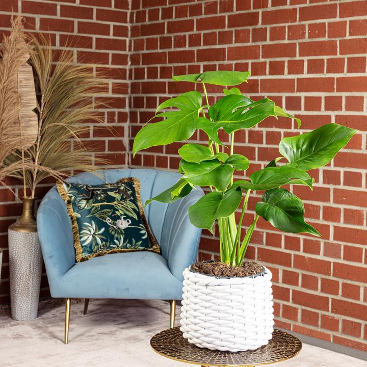 Actual product image Flowerbox Ceriman - height ca. 75 cm, pot-Ø 19 cm - Monstera Deliciosa (75 cm)