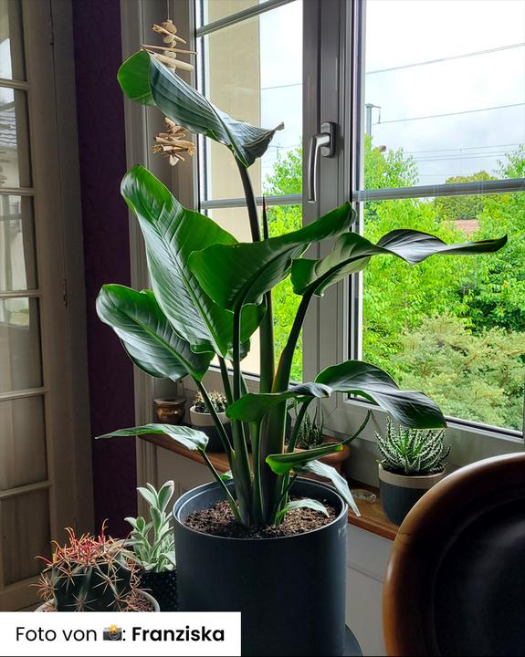 Immagine prodotto feey Strelitzia XL (110 cm, Appena rinvasata)