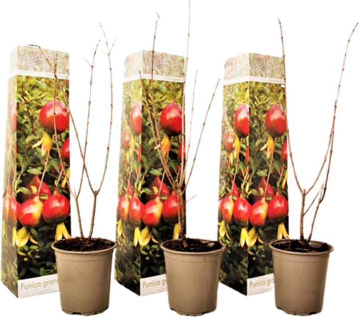 Produktbild Plant in a Box Punica Granatum - 3er Set Granatapfelbaum (25 cm)