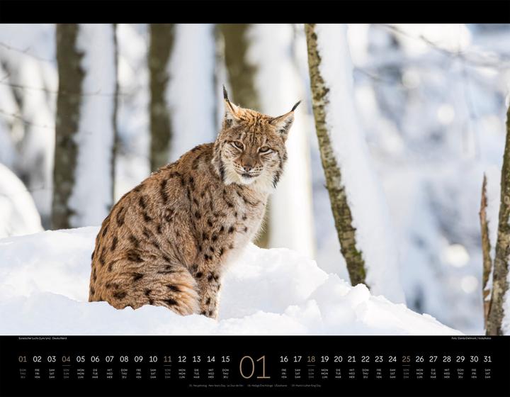 Produktbild Königreich der Katzen Kalender 2026 (54 x 42 cm, Englisch, Französisch, Deutsch)