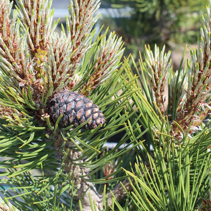 Immagine prodotto Zulauf Zwerg-Schlangenhaut-Kiefer / Pinus heldrei. 'Compact Gem' (40 cm)