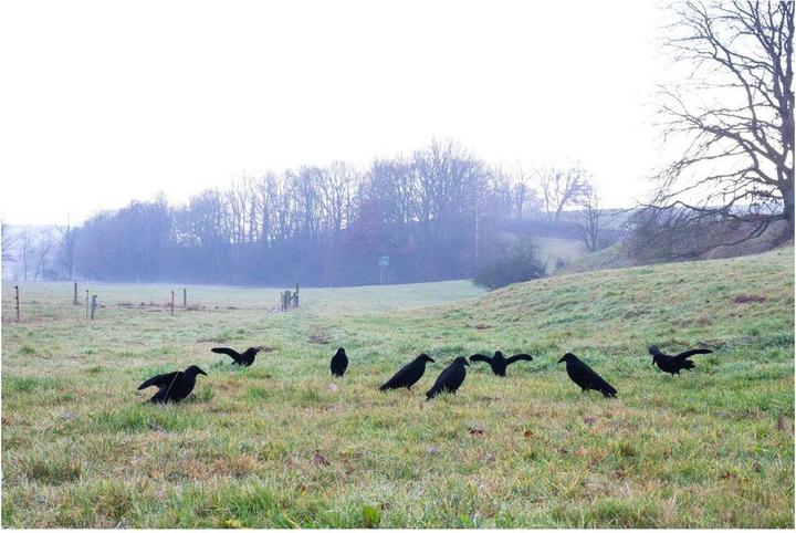 Produktbild Eurohunt Beflockte Vollkörper Lockkrähe