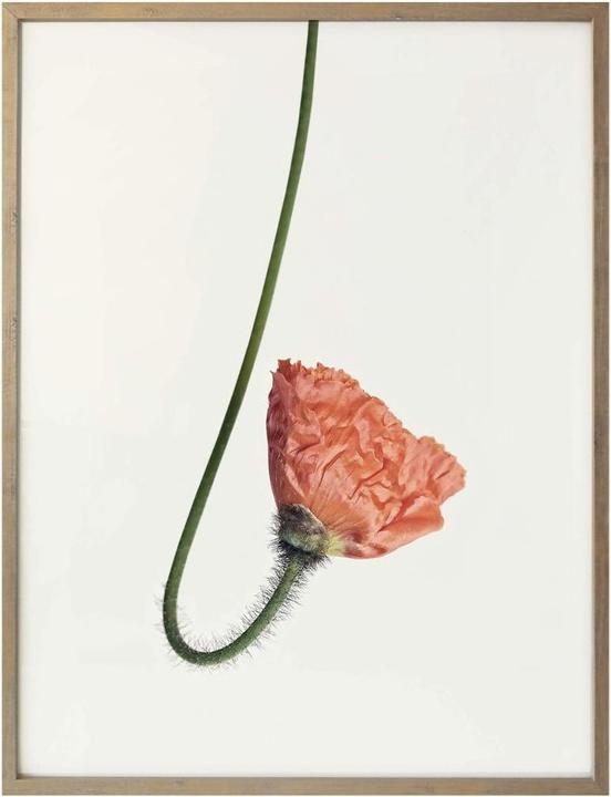 Produktbild Trenddeko Die rote Blüte 02 (30 x 40 cm)