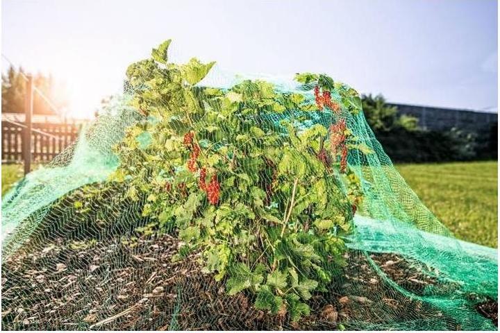 Produktbild Windhager Vogelschutznetz