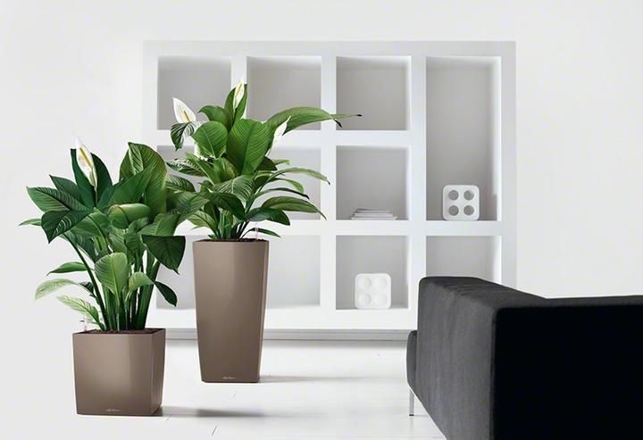 Produktbild Lechuza Cube 50 (49 cm)