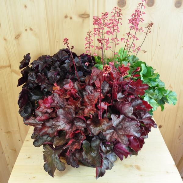 Actual product image Säntispracht An autumn-flowering purple bellflower - Heuchera 'Mix' (40 cm)