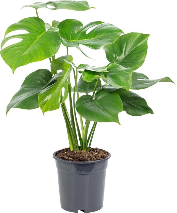 Actual product image Flowerbox Ceriman - height ca. 75 cm, pot-Ø 19 cm - Monstera Deliciosa (75 cm)