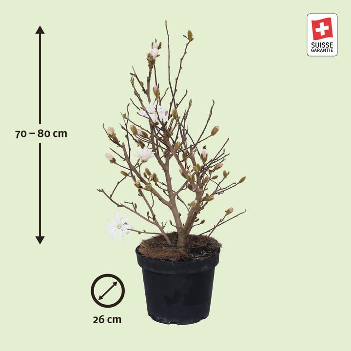 Actual product image Zulauf Stern-Magnolie / Magnolia stellata (80 cm)