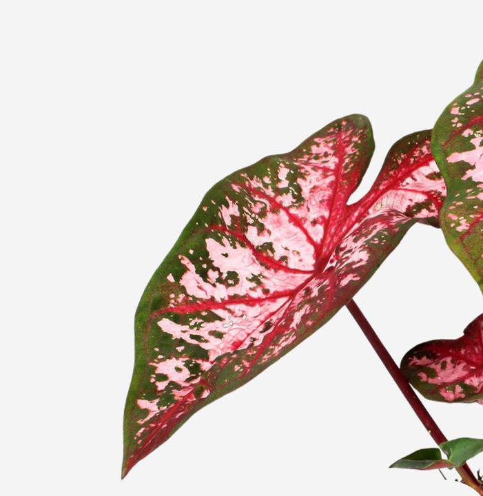 Image du produit Plant in a Box Caladium Carolyn Whorton - (25 cm)