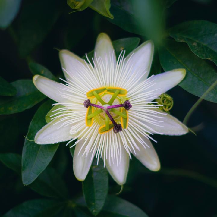 Immagine prodotto Plant in a Box Passiflora caerulea 'Constance Elliott' - set di 2 fiori della passione (110 cm)