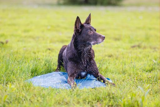 Actual product image Karlie Cooling mat drops (Dog)
