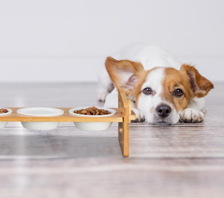 Immagine prodotto Relaxdays Stazione di cibo per cani (0.20 l)