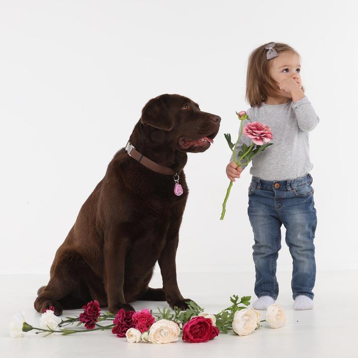 Immagine prodotto Tickless Animale domestico senza solletico (Cane, Gatto)