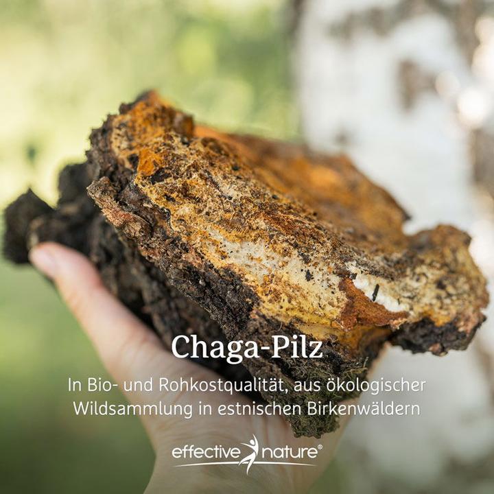 Produktbild Effective Nature Bio Chaga Pilzpulver aus Wildsammlung (1 Stück, Pulver, 100 g)