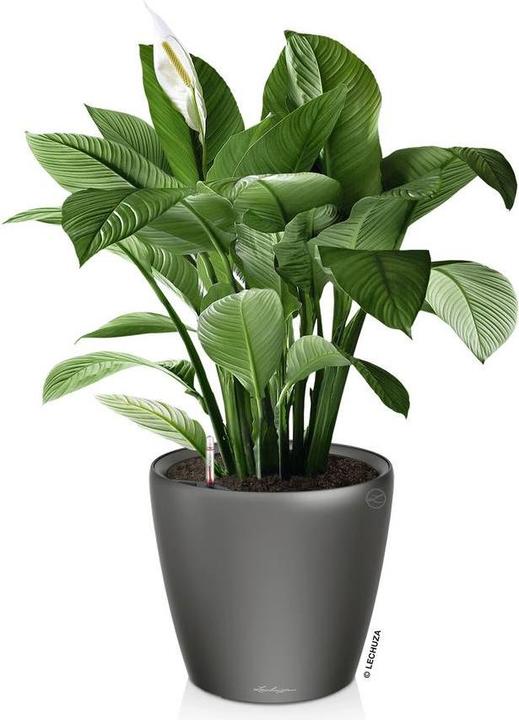Produktbild Lechuza Classico (28.50 cm)
