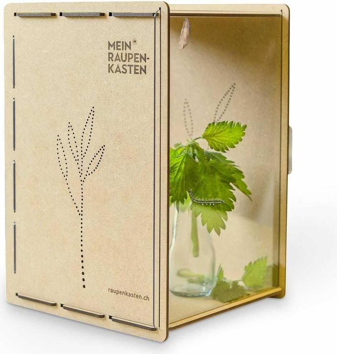 Mein Raupenkasten Raupenkasten (Schmetterlinge)