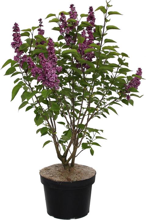 Produktbild Zulauf Gemeiner Flieder / Syringa vul. 'Charles Joly' (100 cm)