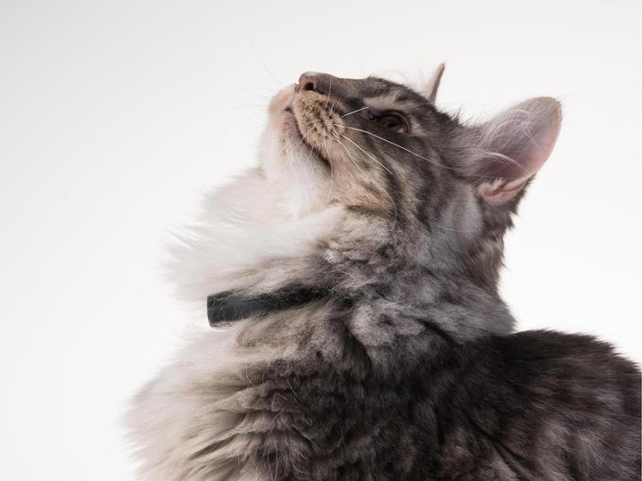 Actual product image PetTracer Cat GPS tracking device (Cat, General)