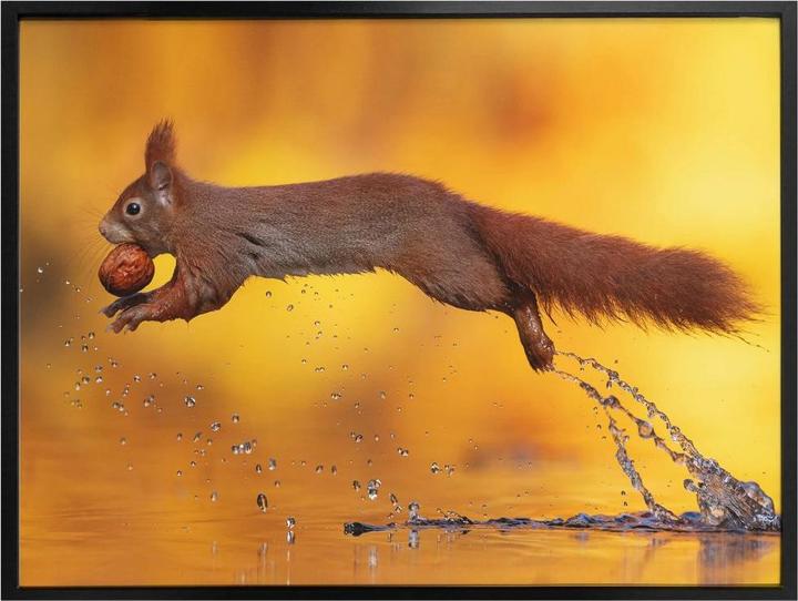 Actual product image Trenddeko van Duijn - Squirrel jumping (80 x 60 cm)