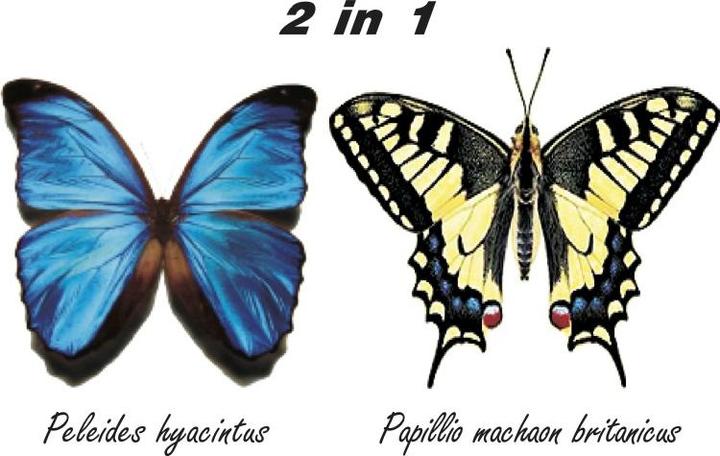 Produktbild Inpro Solar 2in1 Schmetterling Bausatz