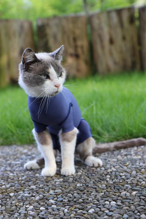 Image du produit Vetmedcare Body chat (Chat)