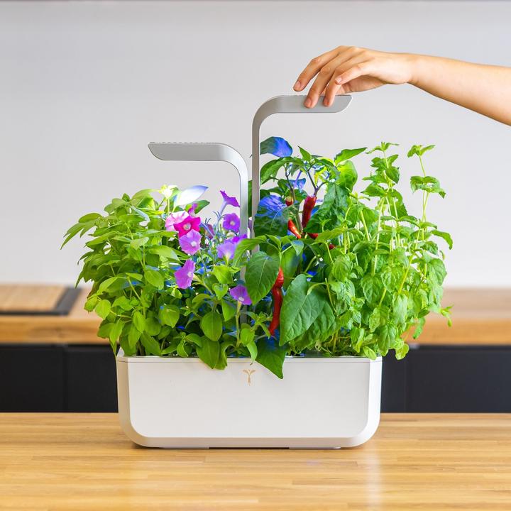 Actual product image Véritable Smart (18.50 cm)