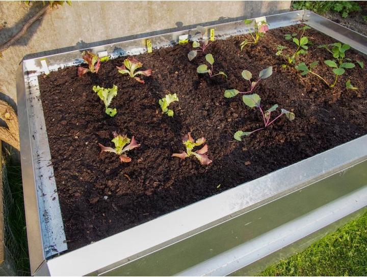 Produktbild Colibri Hochbeet