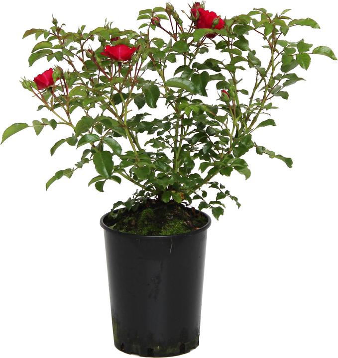 Immagine prodotto Zulauf Bodendeckerrose / Rosa (BD) 'Heidefeuer'® (30 cm)