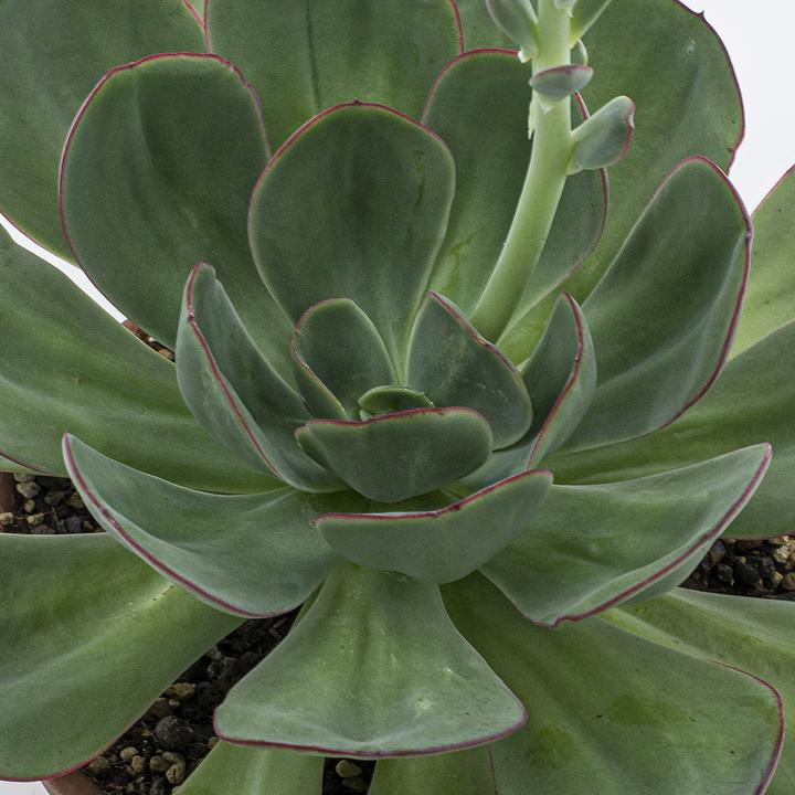Produktbild Kakteen Gautschi Echeveria gigante verde (25 cm)