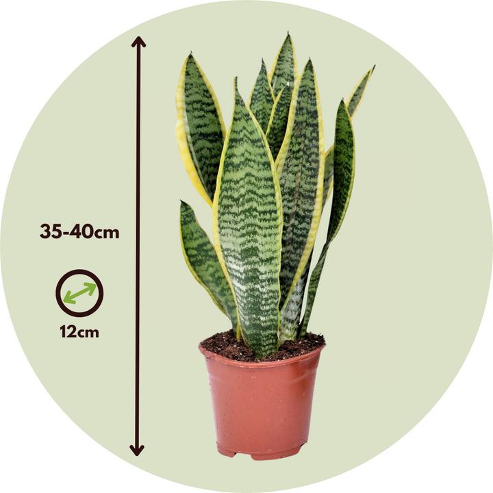 Actual product image Plant in a Box Sansevieria trifasciata 'Futura Superba' - Bow hemp (35 cm)