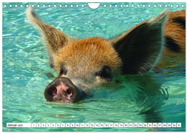 Image du produit Schweine im Dauerurlaub auf den Bahamas! (Wandkalender 2025 DIN A4 quer), Monatskalender (A4, Allemand)