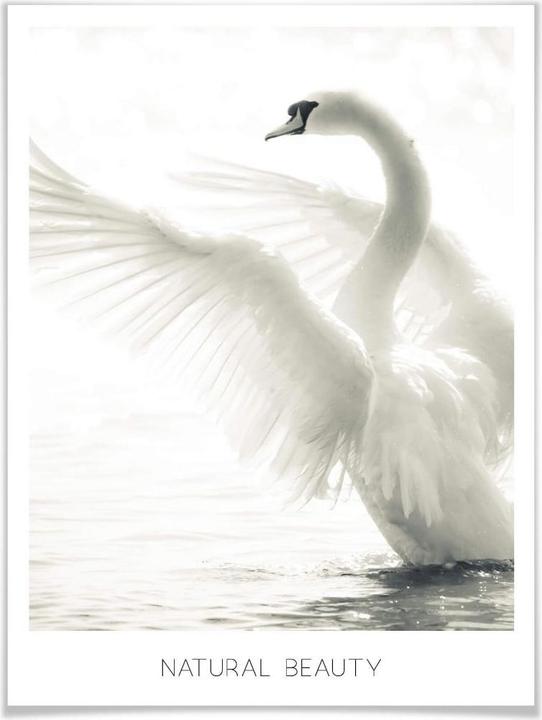 Actual product image Trenddeko Majestic swan - Natural Beauty (40 x 50 cm)
