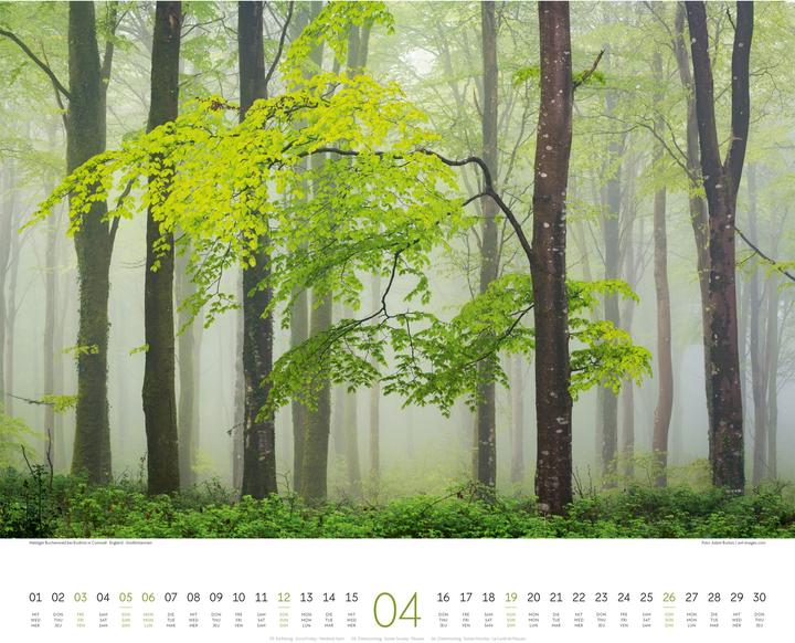 Actual product image Wald Kalender 2026 (54 x 48 cm, Hardcover, German, French, English)