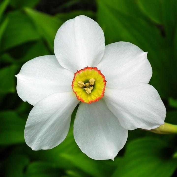 Actual product image Plant in a Box Narcissus Recurvus - set of 30 daffodil bulbs