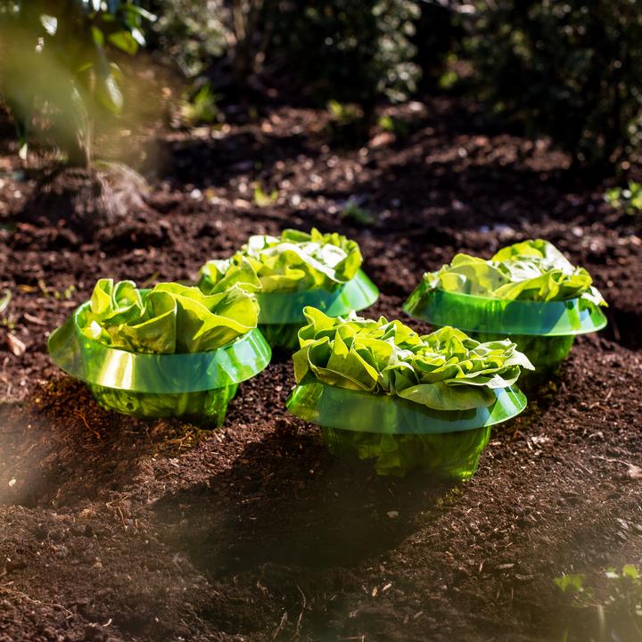 Produktbild UPP Salatringe Pflanzringe Schneckenschutz Schneckenabwehr Pflanzenschutz 5 Stück (19 cm, 19 cm)