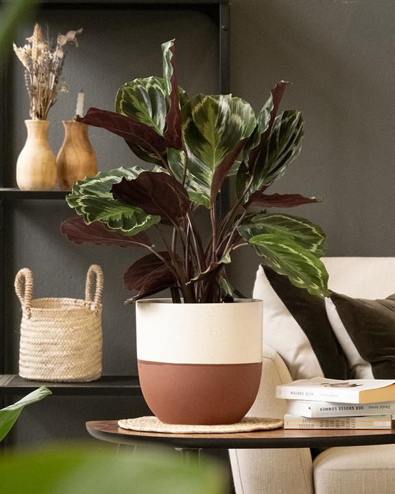 Image du produit feey Grand Calathea Roseopicta (65 cm, Fraîchement rempotés, Respectueux des animaux)