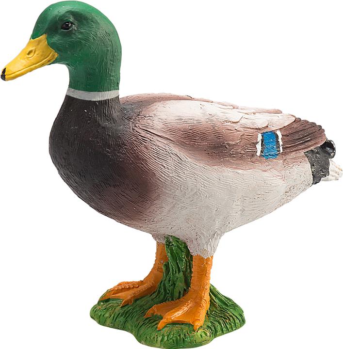 Image du produit Animal Planet Canard colvert Erpel